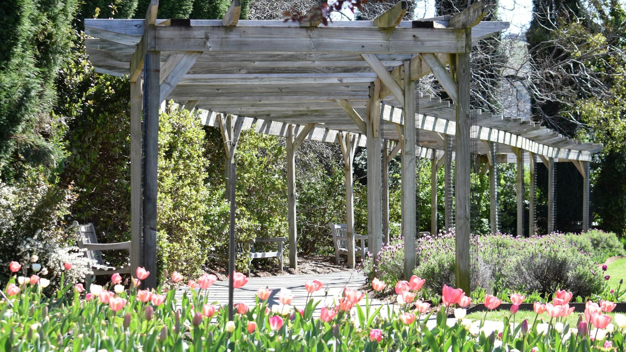 A wooden pergola in a garden with tulips
